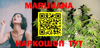 сатива Новозыбков